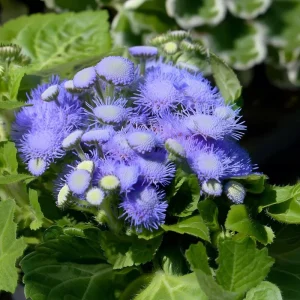 Blue Mist Flower Seeds - Eupatorium coelestinum, Fragrant Native Wildflower, 200 Seeds, Pollinator Garden - Image 2