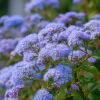 Blue Mist Flower Seeds - Eupatorium coelestinum, Fragrant Native Wildflower, 200 Seeds, Pollinator Garden - Image 1