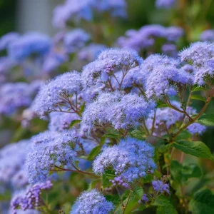 Blue Mist Flower Seeds - Eupatorium coelestinum, Fragrant Native Wildflower, 200 Seeds, Pollinator Garden - Image 1