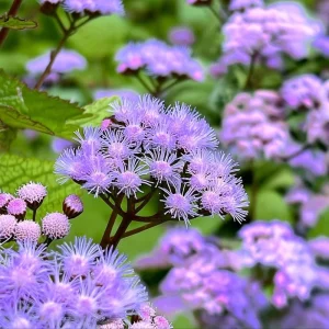Blue Mist Flower Seeds - Eupatorium coelestinum, Fragrant Native Wildflower, 200 Seeds, Pollinator Garden - Image 3