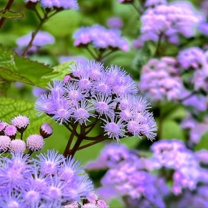 Blue Mist Flower Seeds - Eupatorium coelestinum - Native Wildflower for Pollinators - 200 Seeds - Image 3