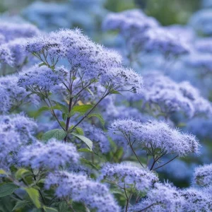 Blue Mist Flower Seeds - Eupatorium coelestinum - Native Wildflower for Pollinators - 200 Seeds - Image 4