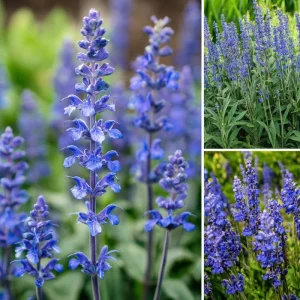 Blue Sage Seeds – Salvia farinacea – 100 Seeds – Vibrant Blue-Purple Blooms - Image 2