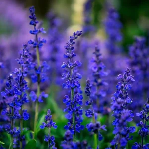 Blue Sage Seeds – Salvia farinacea – 100 Seeds – Vibrant Blue-Purple Blooms - Image 3