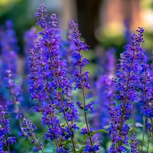 Blue Sage Seeds – Salvia farinacea – 100 Seeds – Vibrant Blue-Purple Blooms - Image 4