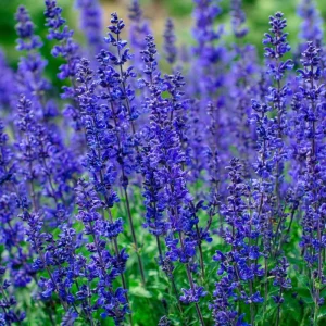 Blue Sage Seeds – Salvia farinacea – 100 Seeds – Vibrant Blue-Purple Blooms - Image 5