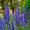 Blue Sage Seeds – Salvia farinacea – 100 Seeds – Vibrant Blue-Purple Blooms - Image 1