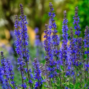 Blue Sage Seeds – Salvia farinacea – 100 Seeds – Vibrant Blue-Purple Blooms - Image 1