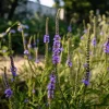 Blue Vervain Seeds – 200 Seeds – Verbena hastata – Perennial for Pollinators - Image 1