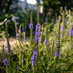 Blue Vervain Seeds – 200 Seeds – Verbena hastata – Perennial for Pollinators - Image 1