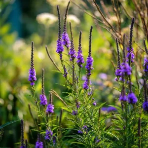 Blue Vervain Seeds – 200 Seeds – Verbena hastata – Perennial for Pollinators - Image 4