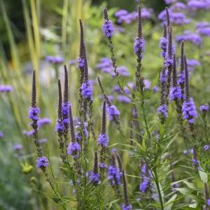 Blue Vervain Seeds – 200 Seeds – Verbena hastata – Perennial for Pollinators - Image 5