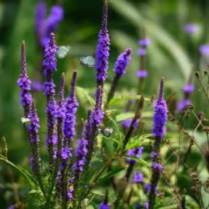 Blue Vervain Seeds – 200 Seeds – Verbena hastata – Perennial for Pollinators - Image 7
