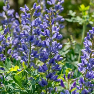 Blue Wild Indigo Seeds – 50 Count Hardy Perennial – Pollinator-Friendly Blooms - Image 2