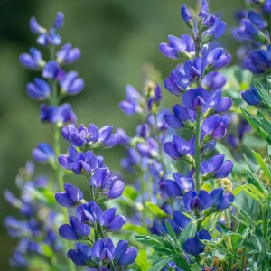 Blue Wild Indigo Seeds – 50 Count Hardy Perennial – Pollinator-Friendly Blooms - Image 3