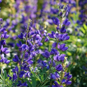 Blue Wild Indigo Seeds – 50 Count Hardy Perennial – Pollinator-Friendly Blooms - Image 4