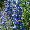 Blue Wild Indigo Seeds – 50 Count Hardy Perennial – Pollinator-Friendly Blooms - Image 1