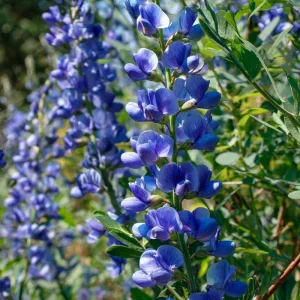 Blue Wild Indigo Seeds – 50 Count Hardy Perennial – Pollinator-Friendly Blooms - Image 1
