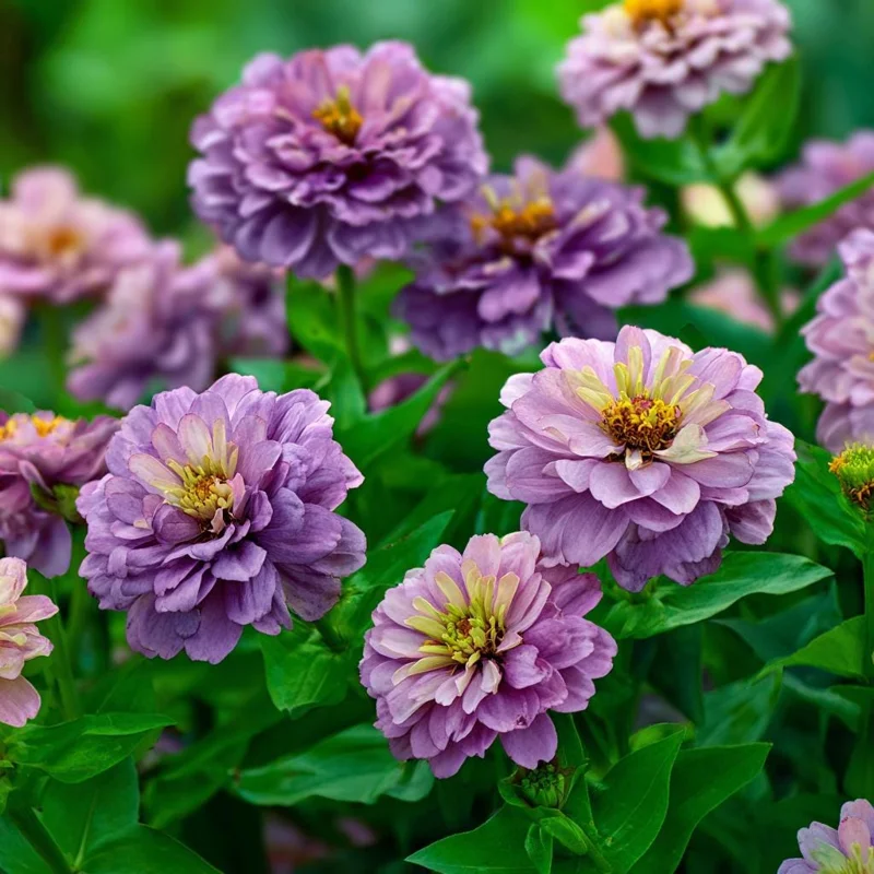 Blueberry Cheesecake Zinnia Seeds - 100 Seed Mix - Lavender & Cream Blooms - Image 2