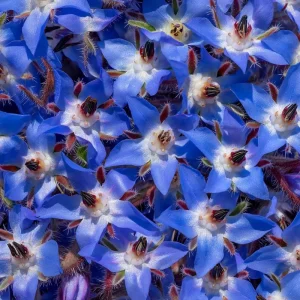 Borage Heirloom Seeds - 100 Count - Edible & Pollinator-Friendly Herb Seeds - Image 3