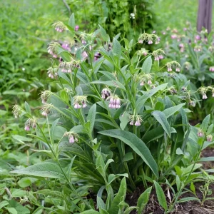 Borage Heirloom Seeds - 100 Count - Edible & Pollinator-Friendly Herb Seeds - Image 4