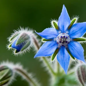 Borage Heirloom Seeds - 100 Count - Edible & Pollinator-Friendly Herb Seeds - Image 1