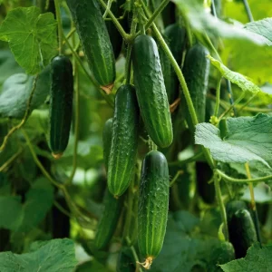Boston Pickling Cucumber Seeds - 50 Count - Heirloom Vegetable Seeds for Pickling - Image 3