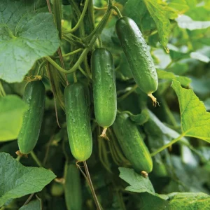 Boston Pickling Cucumber Seeds - 50 Count - Heirloom Vegetable Seeds for Pickling - Image 4