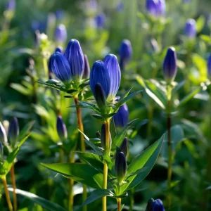 Bottle Gentian Seeds – 100 Seeds – Deep Blue Perennial Blooms – Outdoor - Image 2
