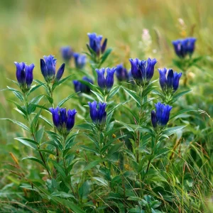 Bottle Gentian Seeds – 100 Seeds – Deep Blue Perennial Blooms – Outdoor - Image 3