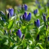 Bottle Gentian Seeds – 100 Seeds – Deep Blue Perennial Blooms – Outdoor - Image 1