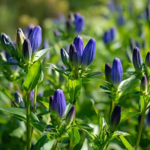 Bottle Gentian Seeds – 100 Seeds – Deep Blue Perennial Blooms – Outdoor - Image 1
