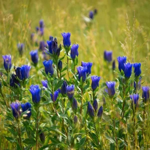 Bottle Gentian Seeds – 100 Seeds – Deep Blue Perennial Blooms – Outdoor - Image 4