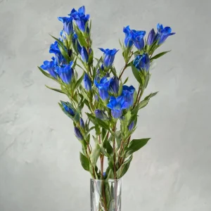 Bottle Gentian Seeds – 100 Seeds – Deep Blue Perennial Blooms – Outdoor - Image 5