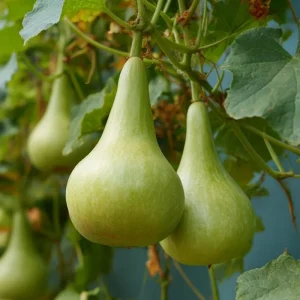 Bottle Gourd Seeds - 20 Heirloom Calabash Seeds for Birdhouses & Crafts - Image 2