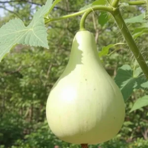 Bottle Gourd Seeds – Large Heirloom Calabash for Birdhouses & Crafts – 20 Seeds - Image 3