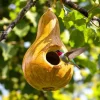 Bottle Gourd Seeds – Large Heirloom Calabash for Birdhouses & Crafts – 20 Seeds - Image 1