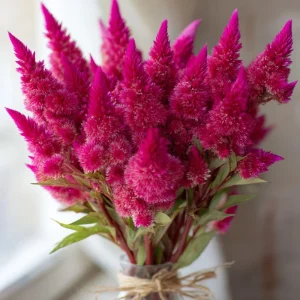 Bright Pink Celosia Seeds - 20 Count - Vibrant Feathery Blooms for Gardens - Image 2