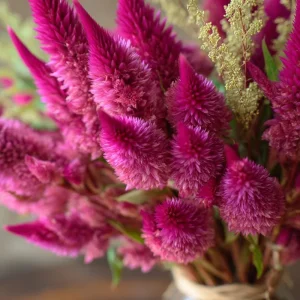Bright Pink Celosia Seeds - 20 Count - Vibrant Feathery Blooms for Gardens - Image 1
