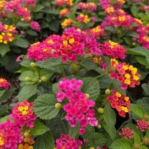 Bright Pink Lantana Live Plants - 2 Per Pot, Perennial, 4 Inch Tall, 4 Inch Pot, Outdoor - Image 2