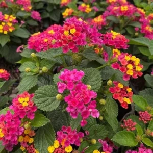 Bright Pink Lantana Live Plants - 2 Per Pot, Perennial, 4 Inch Tall, 4 Inch Pot, Outdoor - Image 3