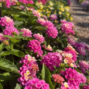 Bright Pink Lantana Live Plants - 2 Per Pot, Perennial, 4 Inch Tall, 4 Inch Pot, Outdoor - Image 4