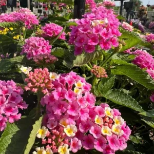 Bright Pink Lantana Live Plants - 2 Per Pot, Perennial, 4 Inch Tall, 4 Inch Pot, Outdoor - Image 5