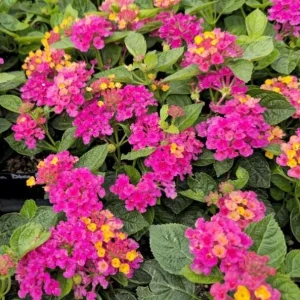 Bright Pink Lantana Live Plants - 2 Per Pot, Perennial, 4 Inch Tall, 4 Inch Pot, Outdoor - Image 6