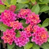 Bright Pink Lantana Live Plants - 2 Per Pot, Perennial, 4 Inch Tall, 4 Inch Pot, Outdoor - Image 1