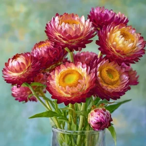 Bright Rose Strawflower Seeds - 50 Count Everlasting Pink Cut Flowers - Image 3