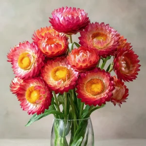 Bright Rose Strawflower Seeds - 50 Count Everlasting Pink Cut Flowers - Image 4