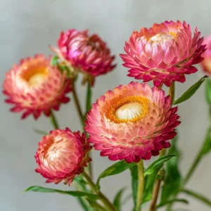 Bright Rose Strawflower Seeds - 50 Count Everlasting Pink Cut Flowers - Image 5