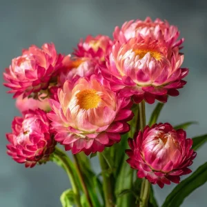 Bright Rose Strawflower Seeds - 50 Count Everlasting Pink Cut Flowers - Image 6