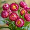 Bright Rose Strawflower Seeds - 50 Count Everlasting Pink Cut Flowers - Image 1